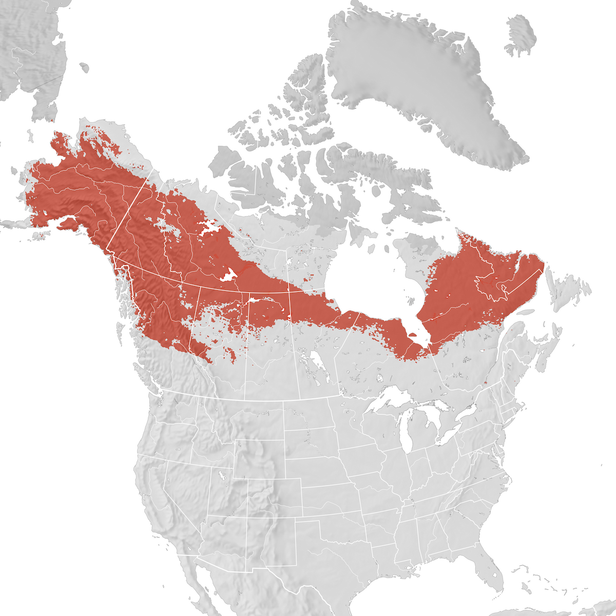 Bohemian Waxwing Range map Breeding eBird Status and Trends