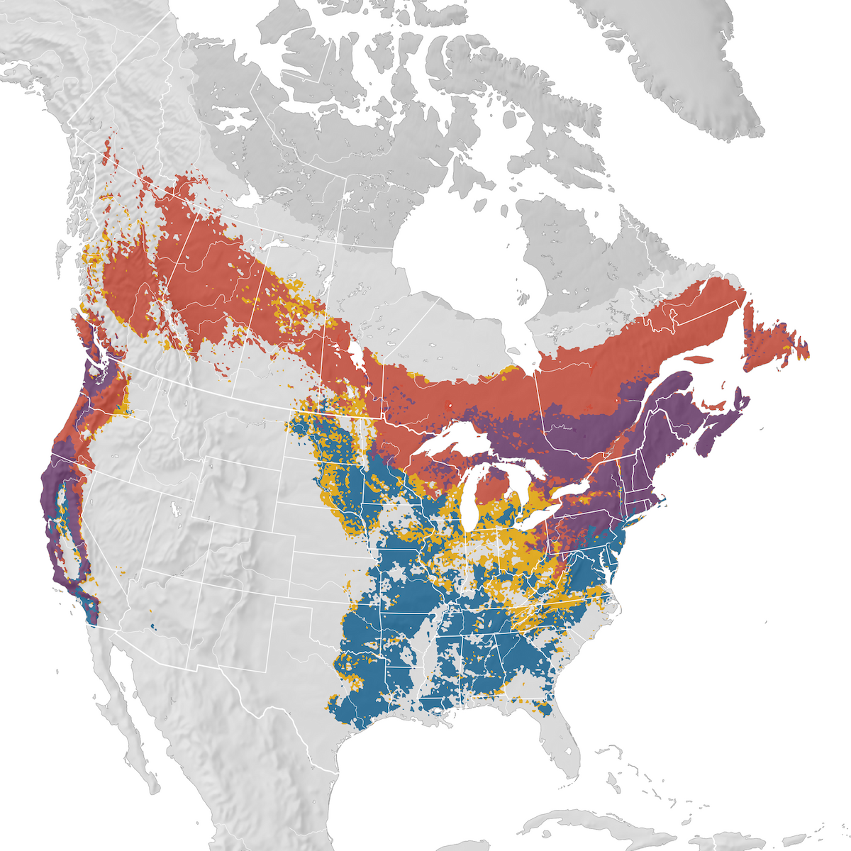 Purple Finch - Range map - eBird Status and Trends