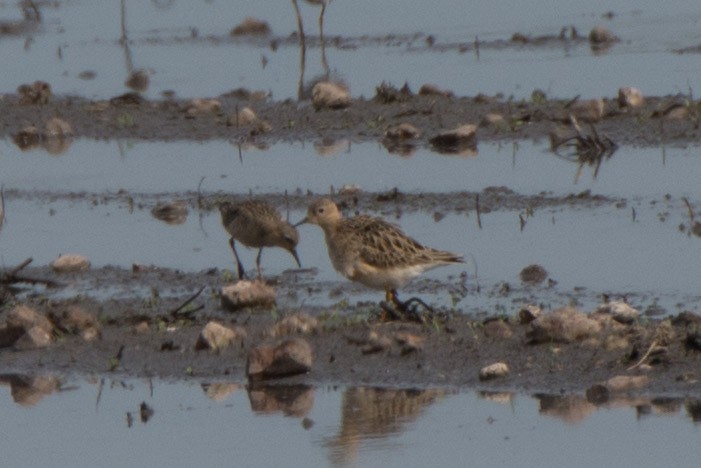 Buff-breasted Sandpiper - Roger Shaw