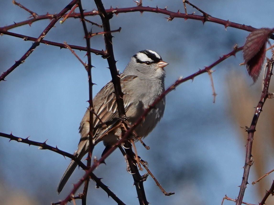White-crowned Sparrow - ML286749151