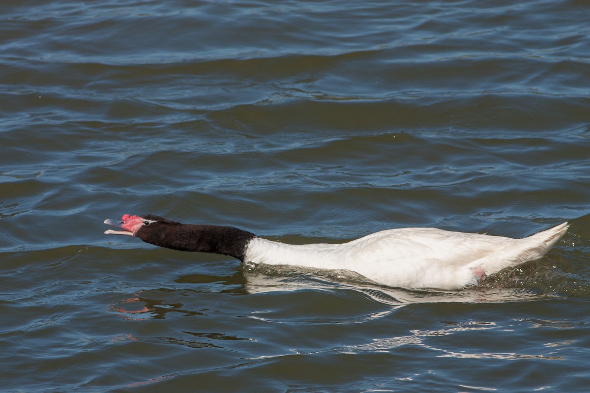 Black-necked Swan - ML286750591