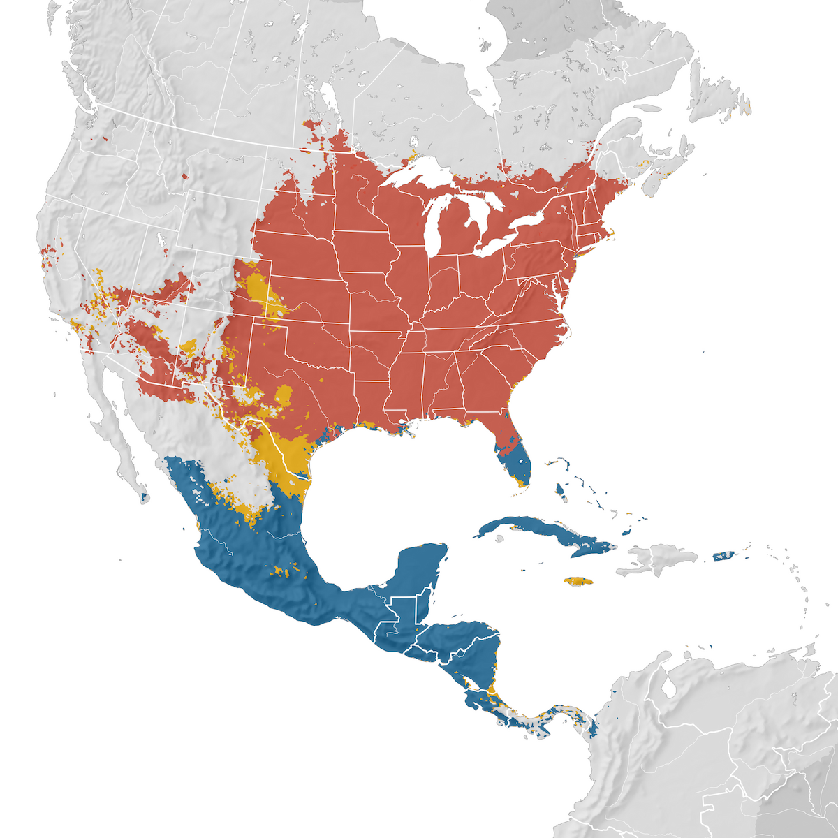 Indigo Bunting Range map eBird Status and Trends