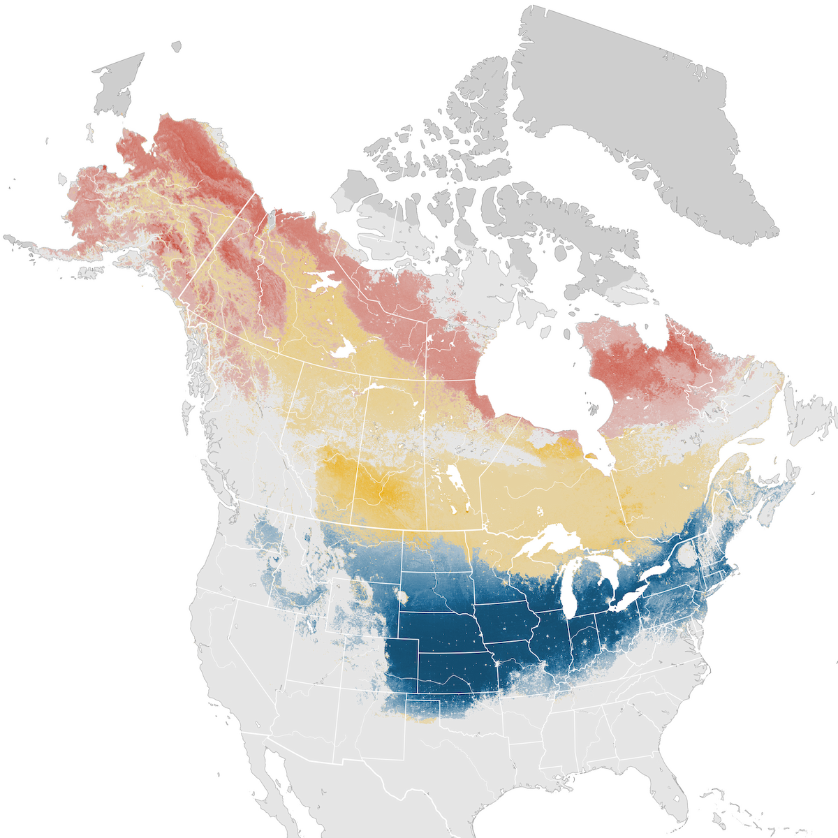 American Tree Sparrow - Abundance map - eBird Status and Trends