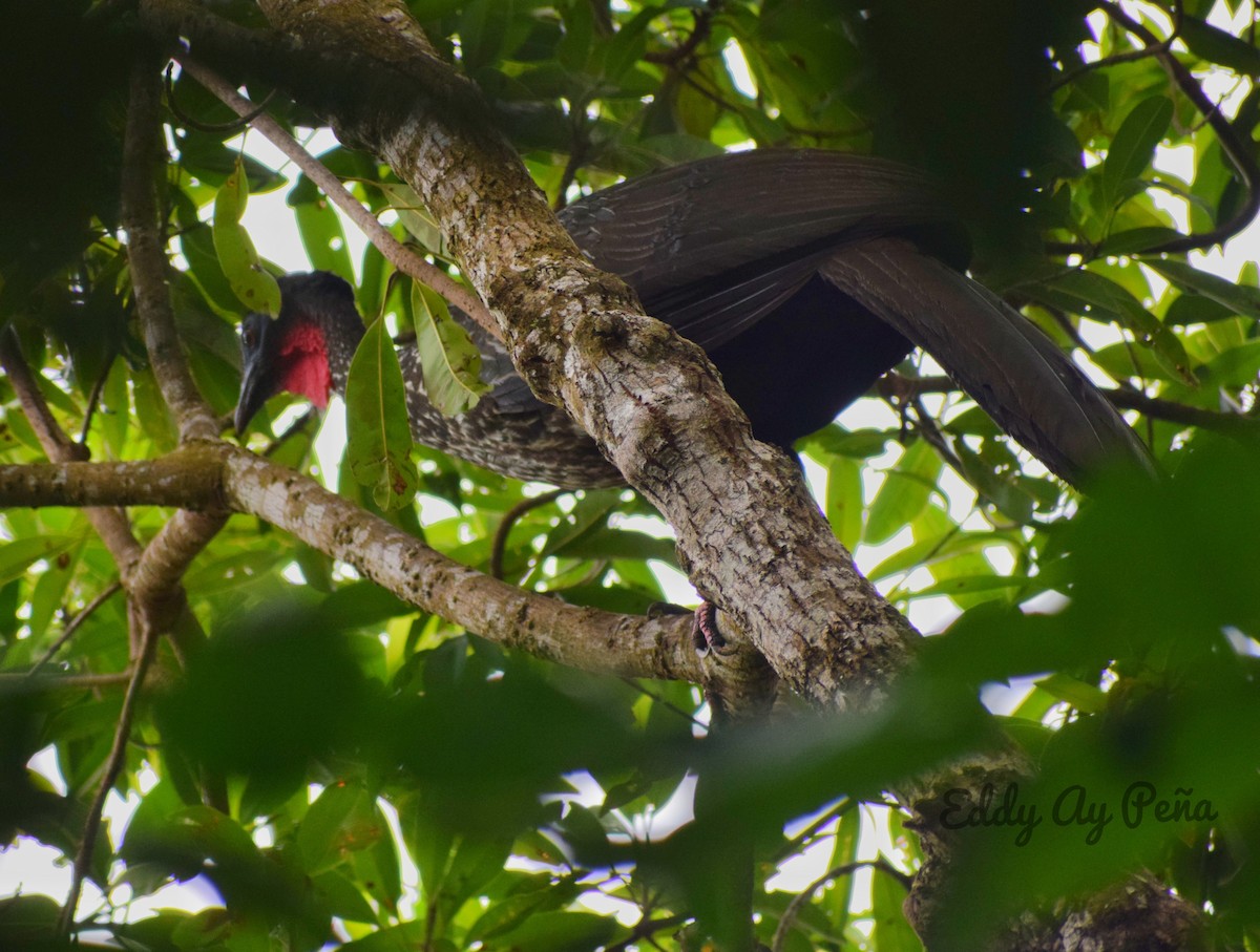 Crested Guan - ML286755121
