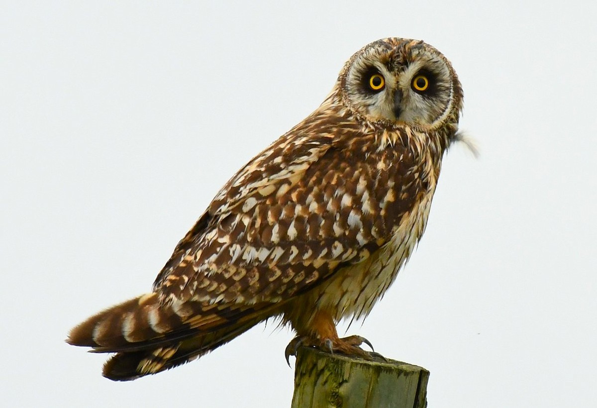 Short-eared Owl - Gord Gadsden