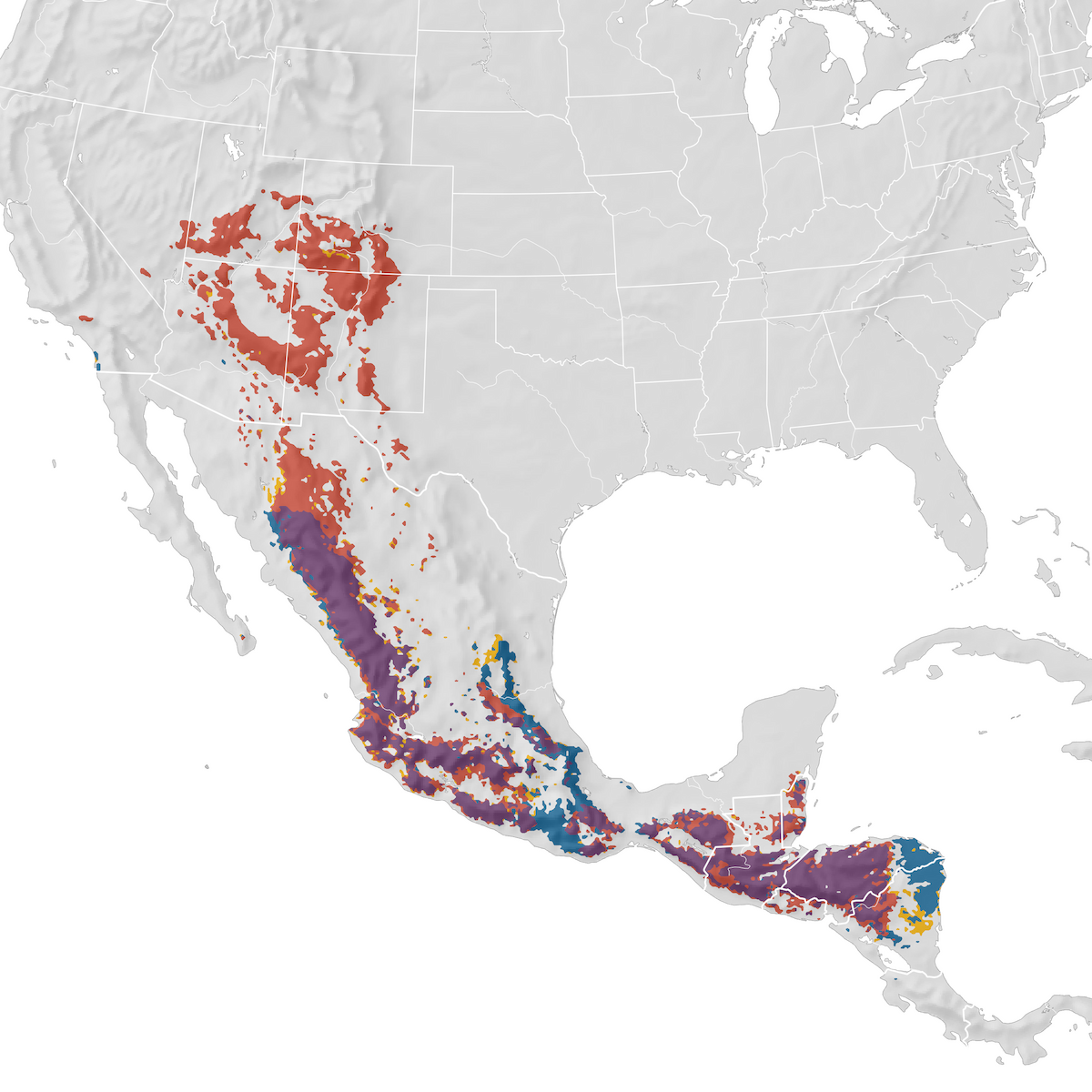 Grace's Warbler - Range map - eBird Status and Trends