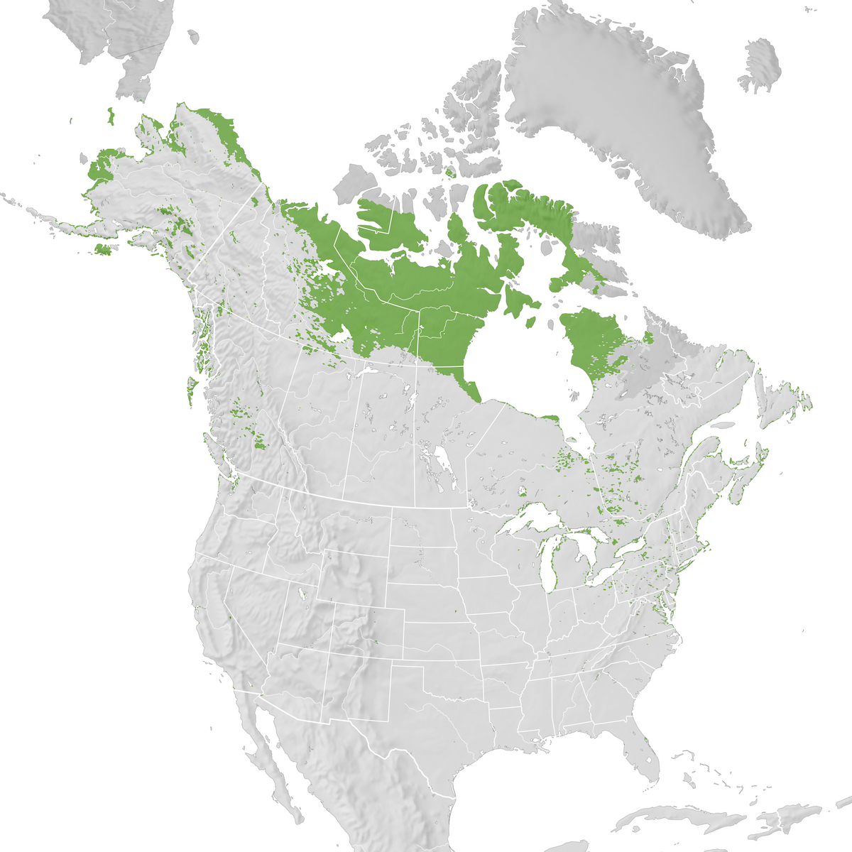 Long-tailed Duck - Range map: Pre-breeding migration - eBird Status and ...