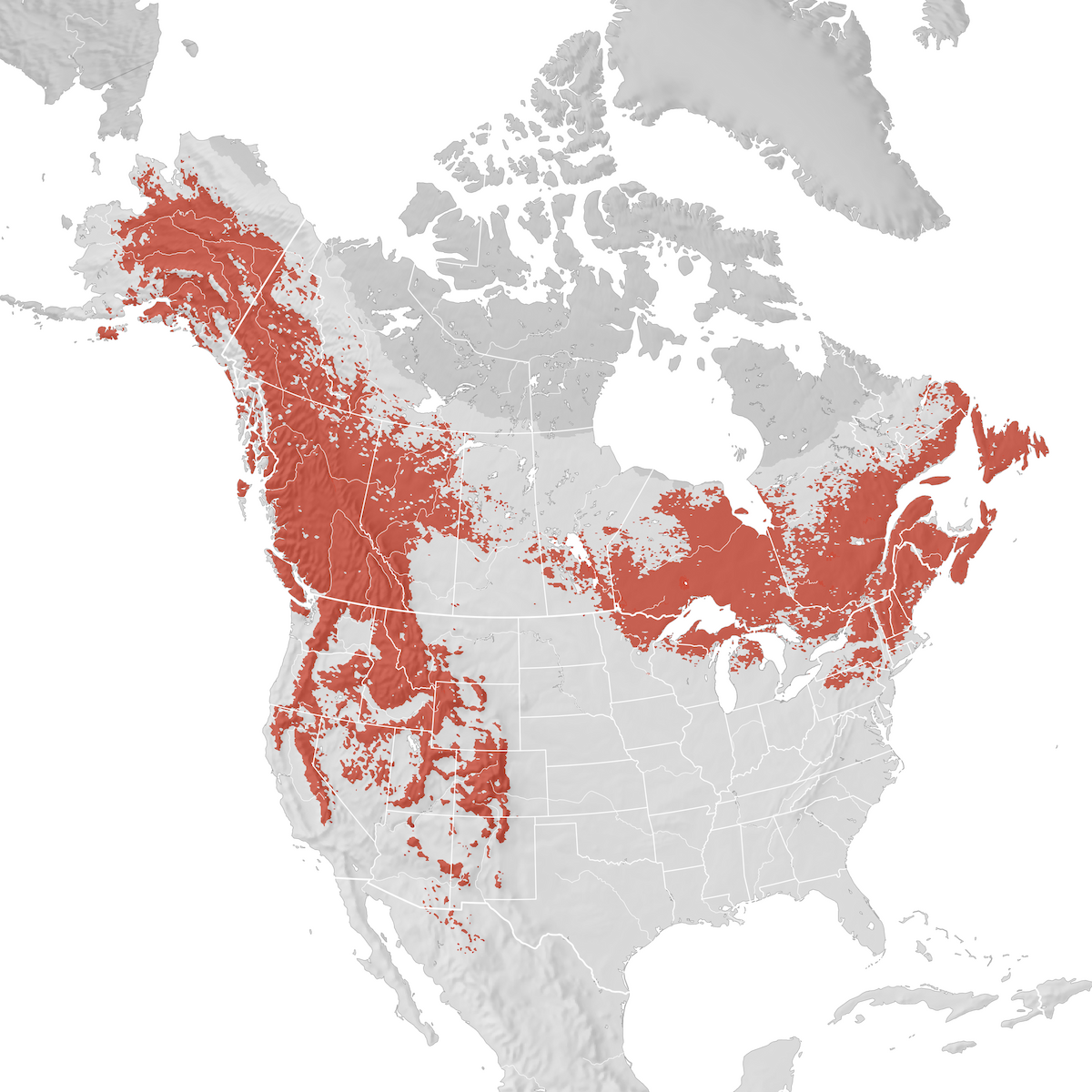 Northern Goshawk Range Map – Goshawk Predator – QGIUXA