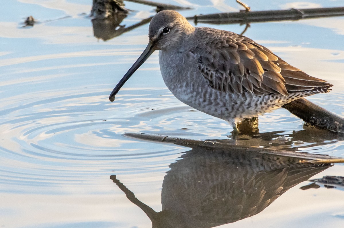 Long-billed Dowitcher - ML286766171