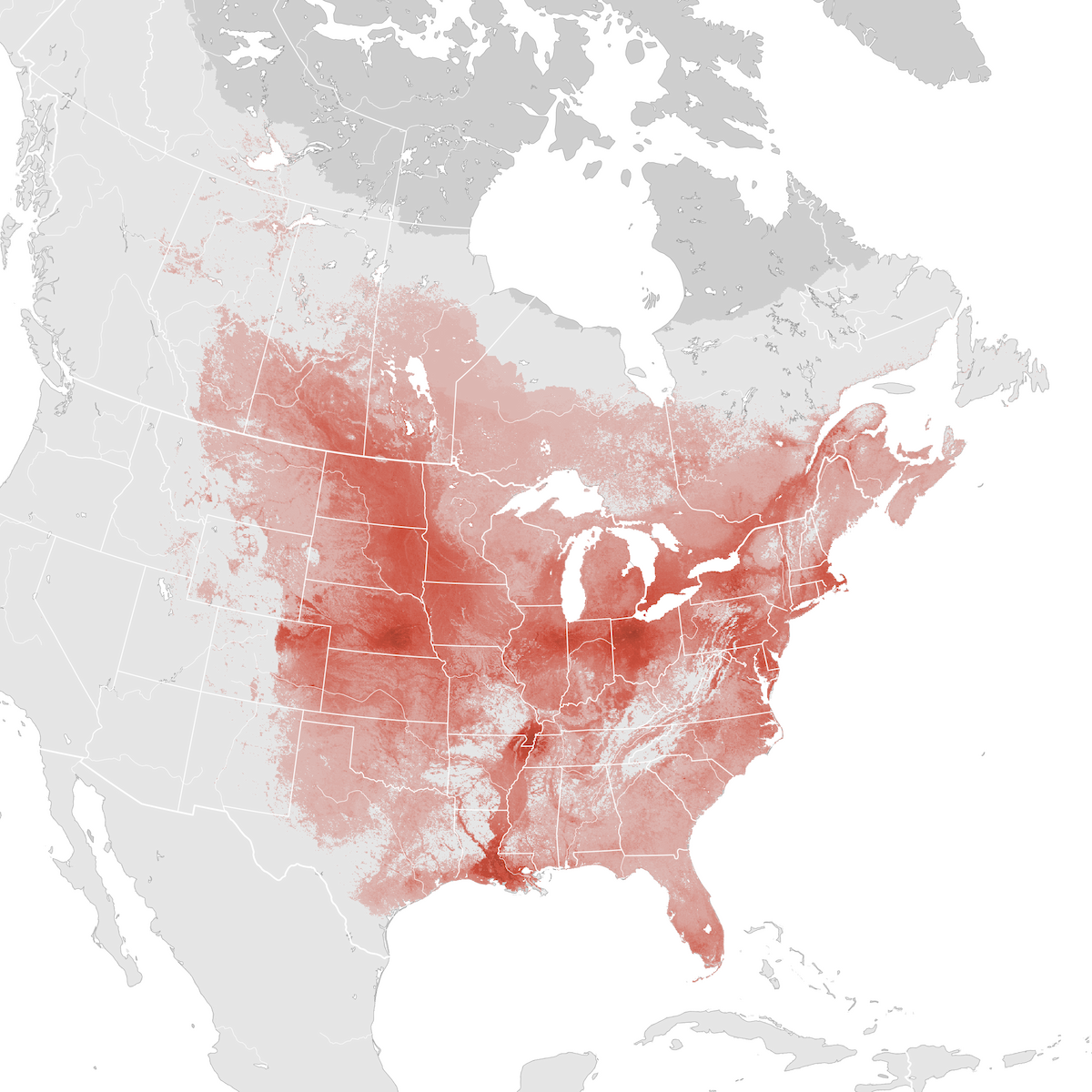 Common Grackle Abundance Map Breeding Ebird Status And Trends