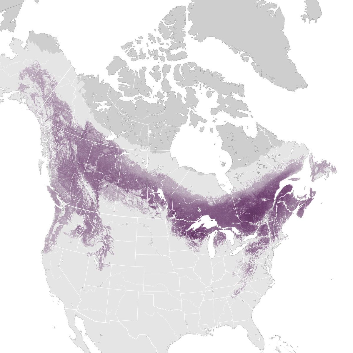 Ruffed Grouse - Abundance Map - Ebird Status And Trends