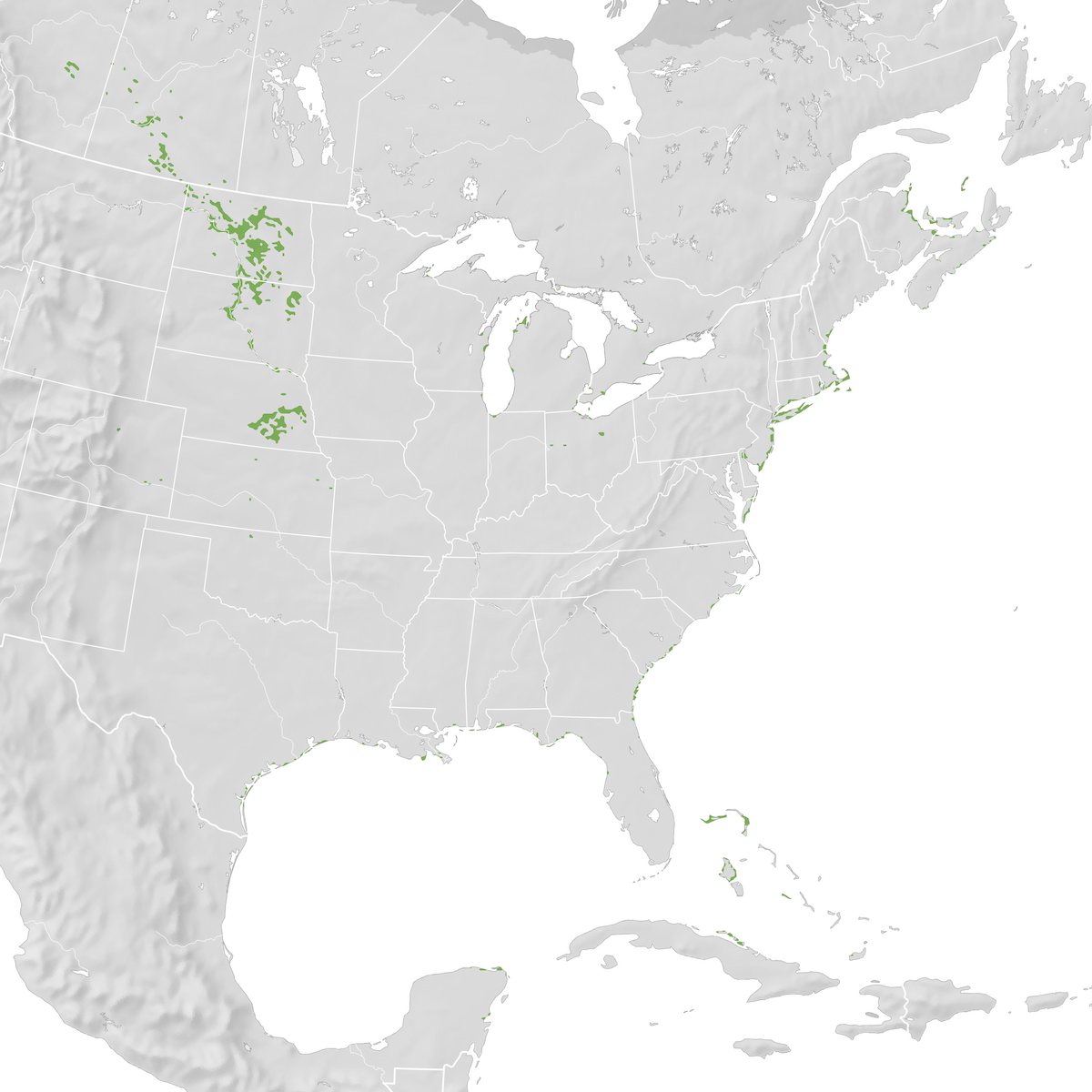 Piping Plover Range Map , Piping Plover Range Map – TZWFSN