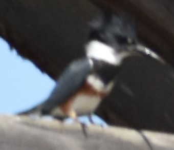 Belted Kingfisher - ML286774011
