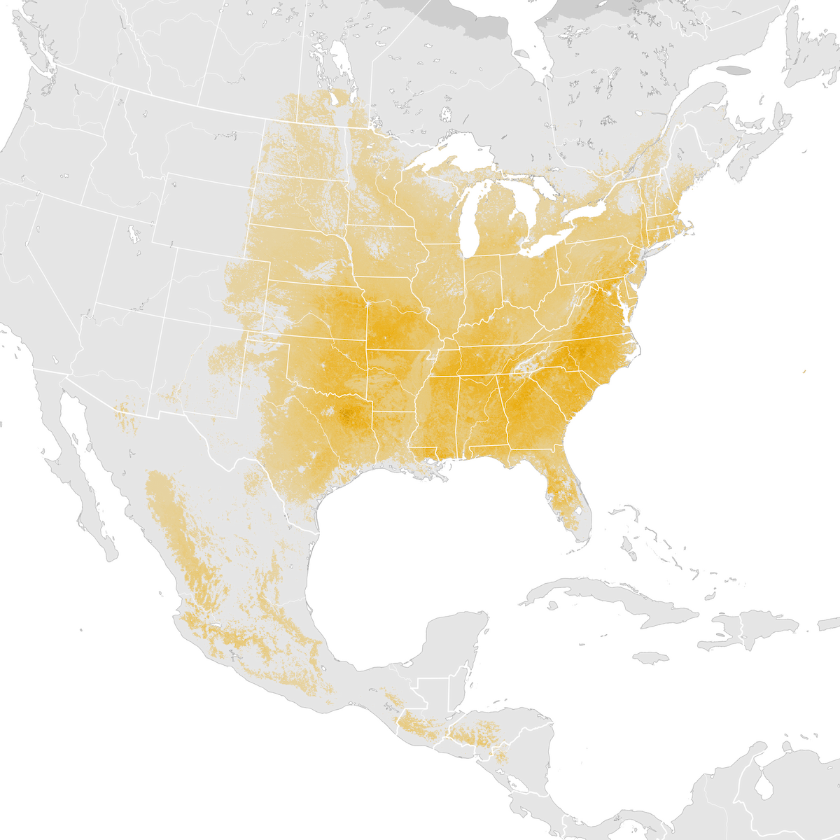 Eastern Bluebird Abundance map Prebreeding migration eBird Status and Trends