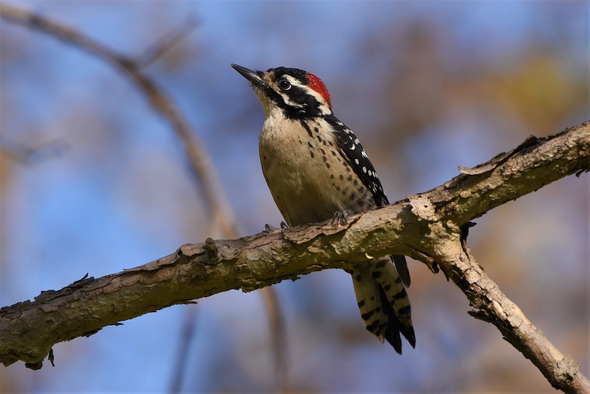 Nuttall's Woodpecker - Thomas Van Huss