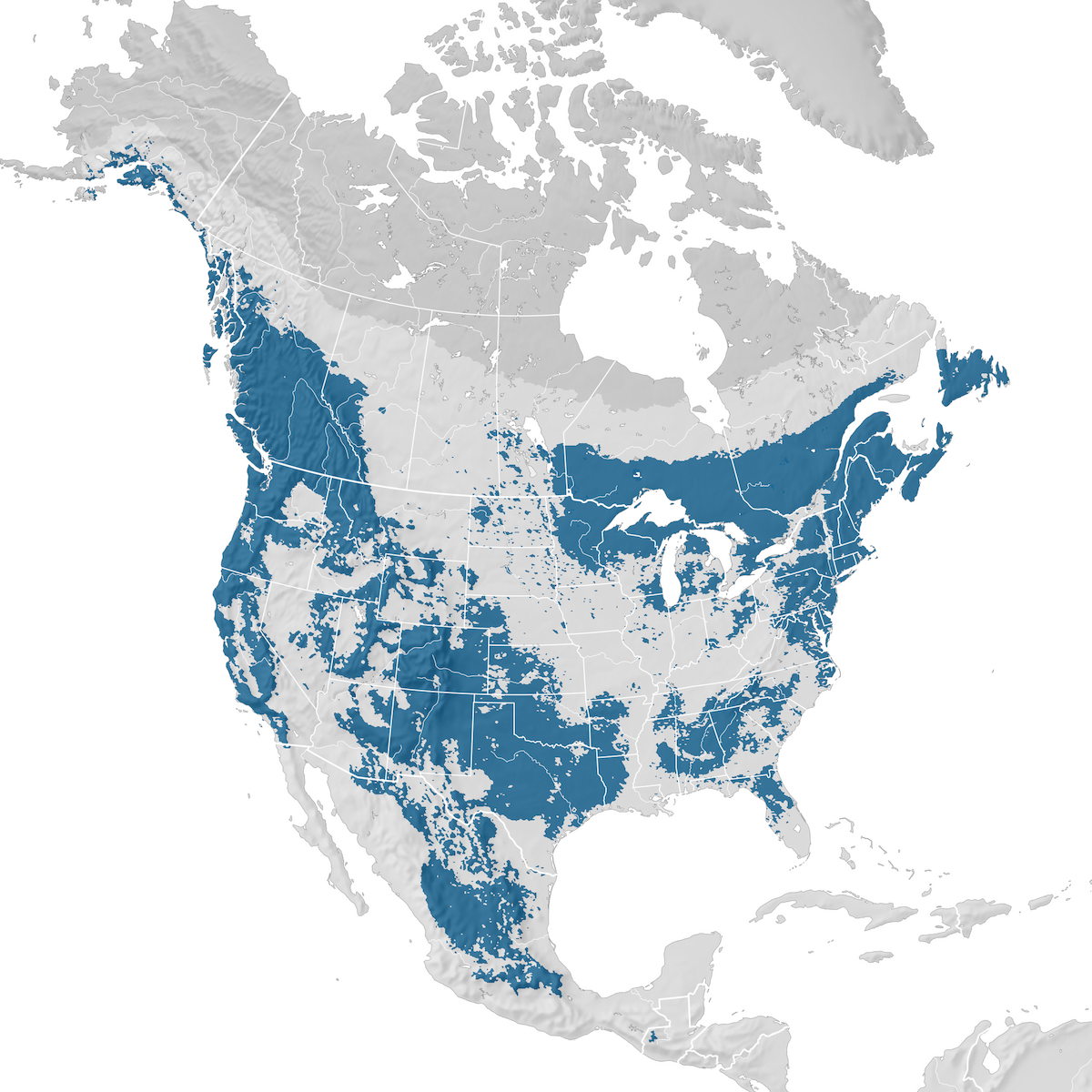 Pine Siskin - Range map: Non-breeding - eBird Status and Trends