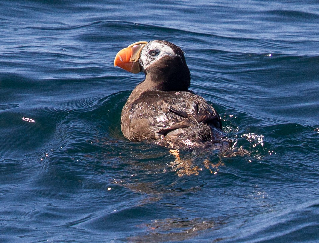 Tufted Puffin - ML286778201