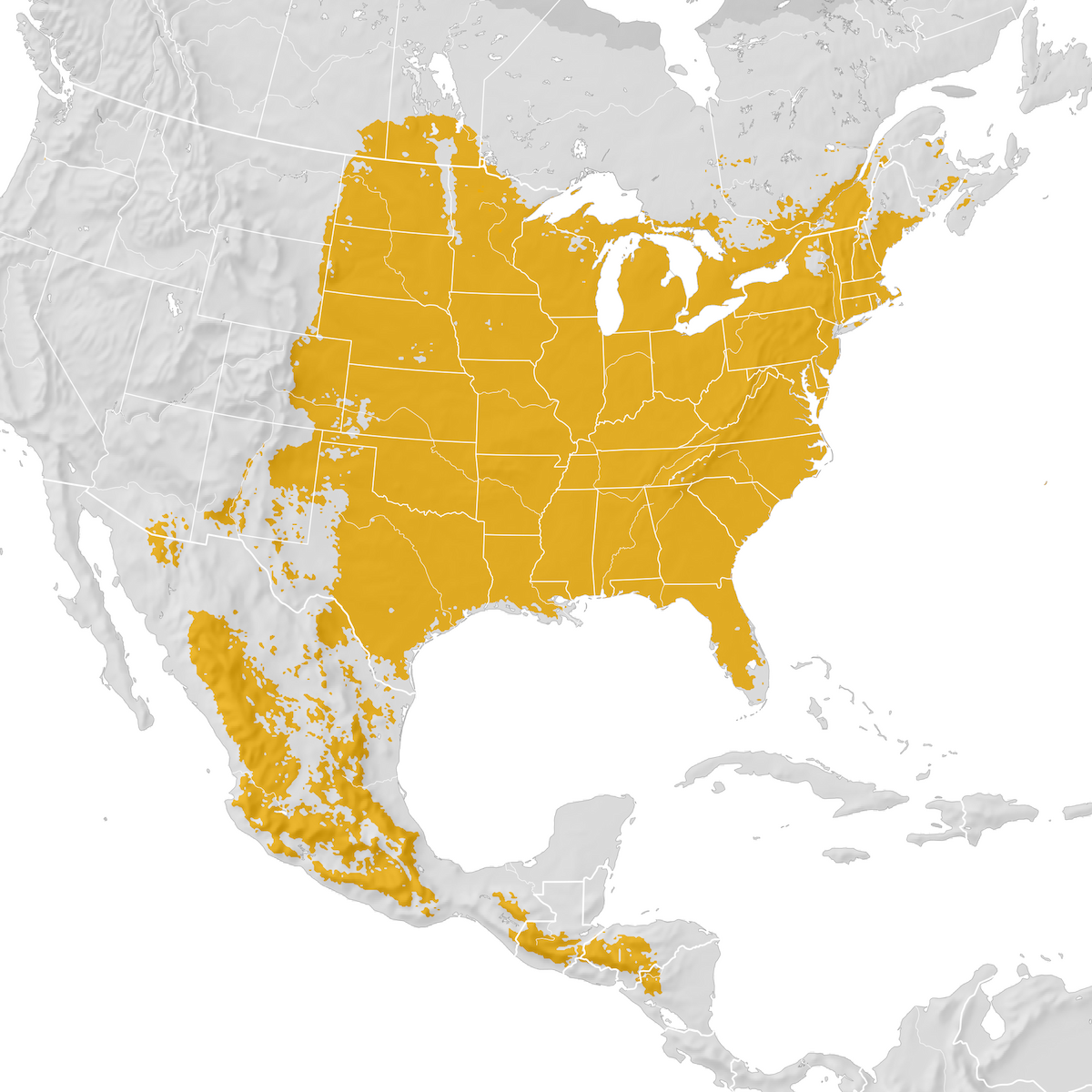 Eastern Bluebird Range map Prebreeding migration eBird Status and Trends