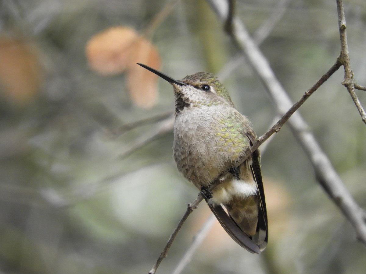 Anna's Hummingbird - ML286780501