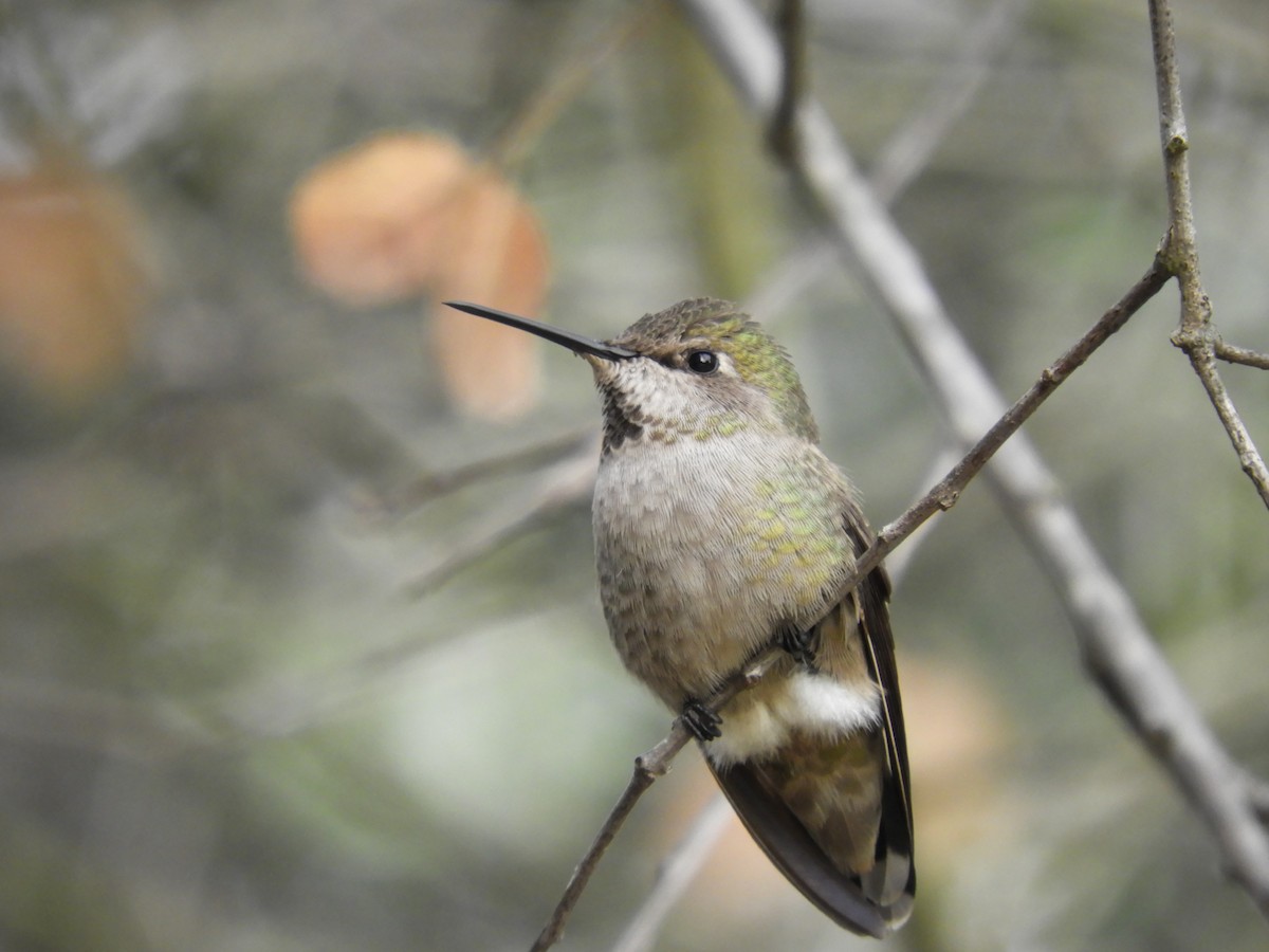 Anna's Hummingbird - ML286780511