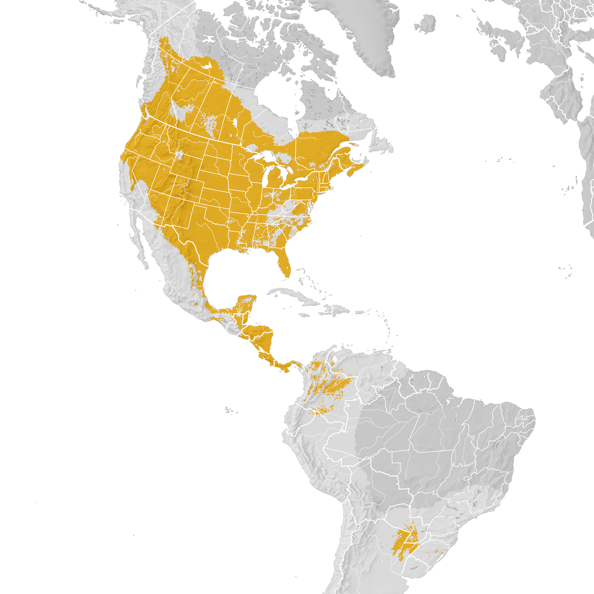 Common Nighthawk Range map Prebreeding migration eBird Status and Trends