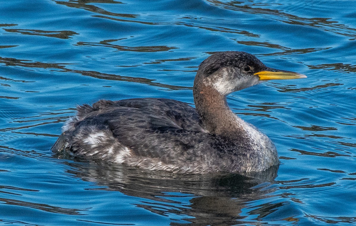 Red-necked Grebe - ML286786101