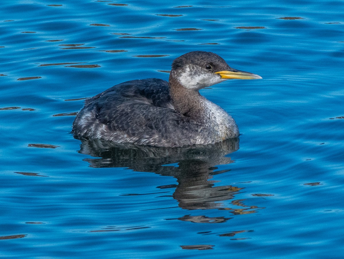 Red-necked Grebe - ML286786141