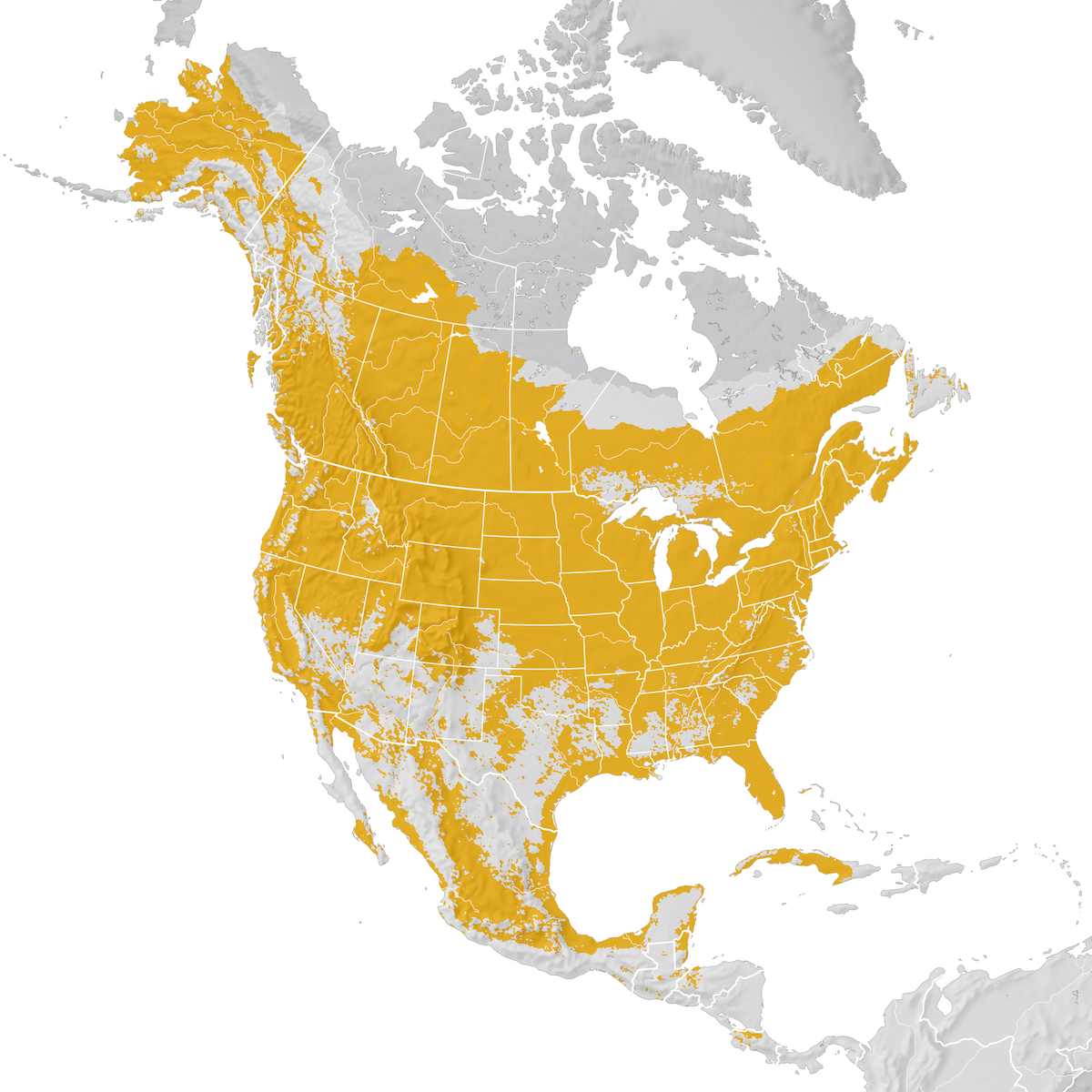 Tree Swallow - Range map: Pre-breeding migration - eBird Status and Trends