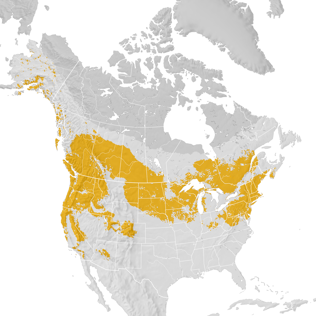 Northern Saw-whet Owl - Range map: Post-breeding migration - eBird ...