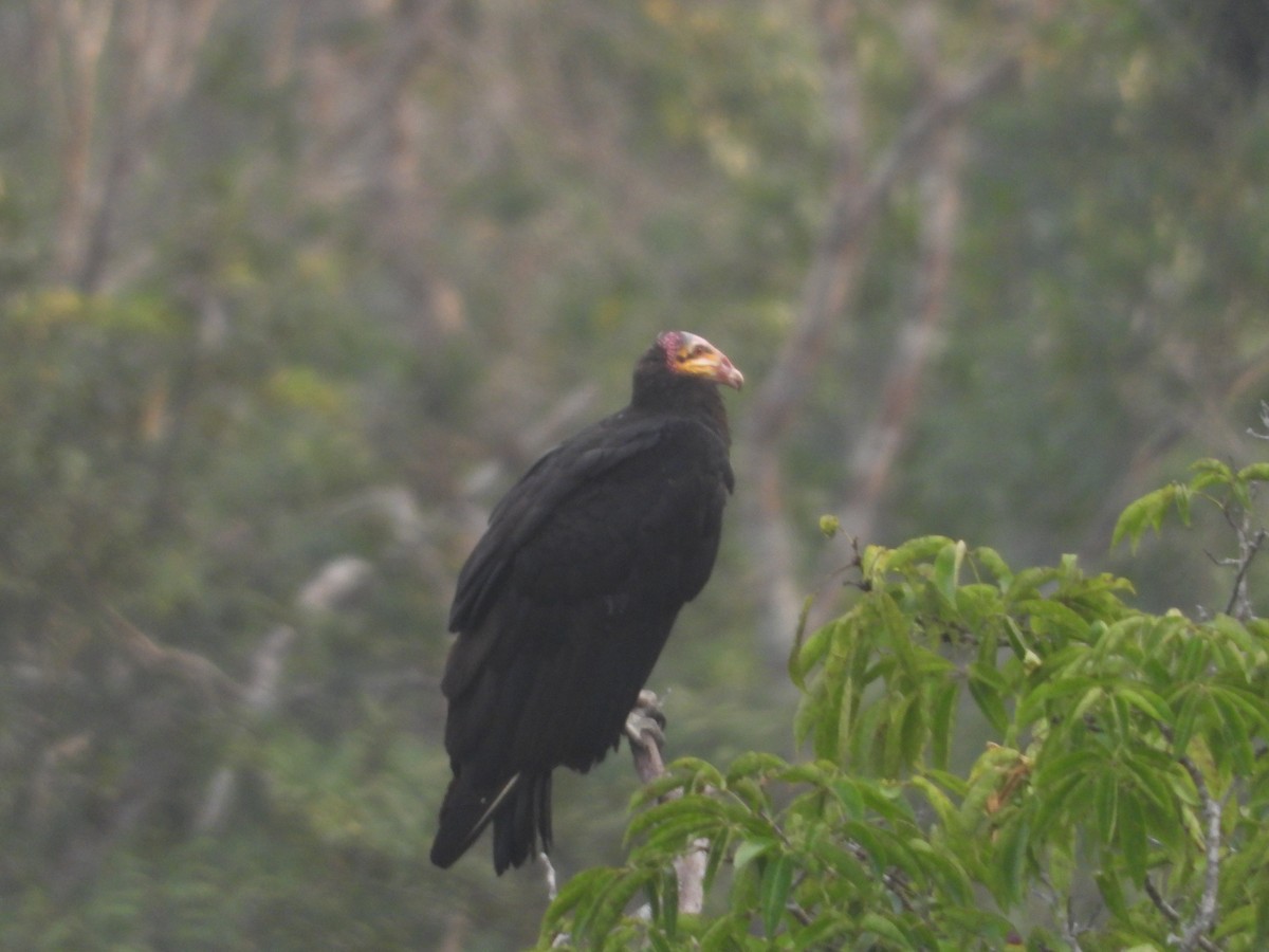 Greater Yellow-headed Vulture - ML286792211
