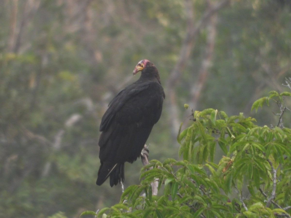 Greater Yellow-headed Vulture - ML286792221