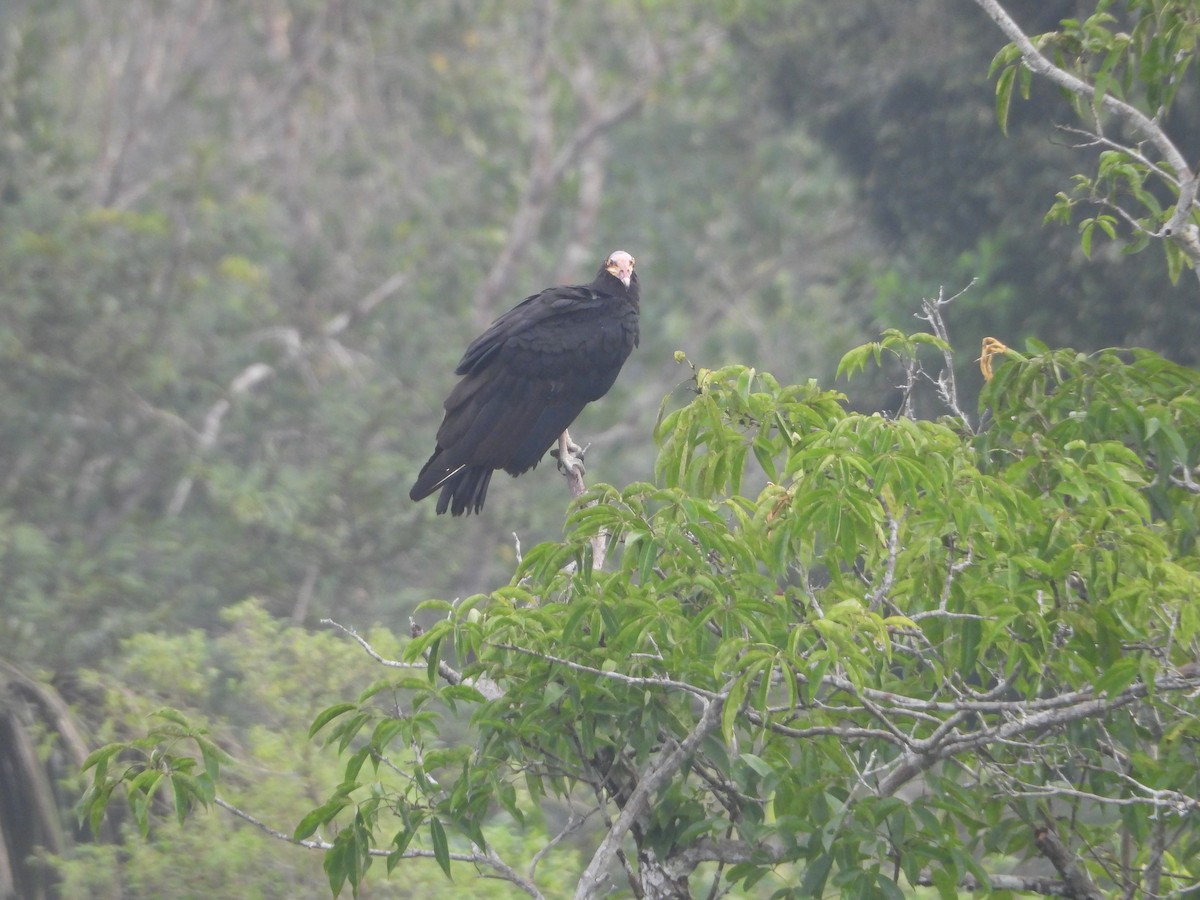 Greater Yellow-headed Vulture - ML286792251