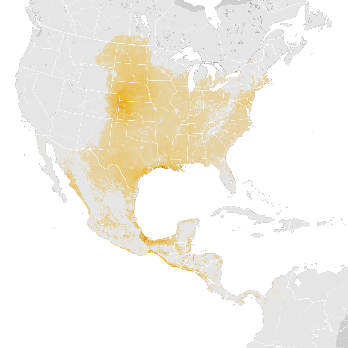 Orchard Oriole Abundance map Postbreeding migration eBird Status