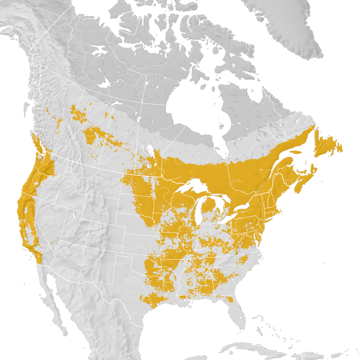 Purple Finch - Range map: Post-breeding migration - eBird Status and Trends