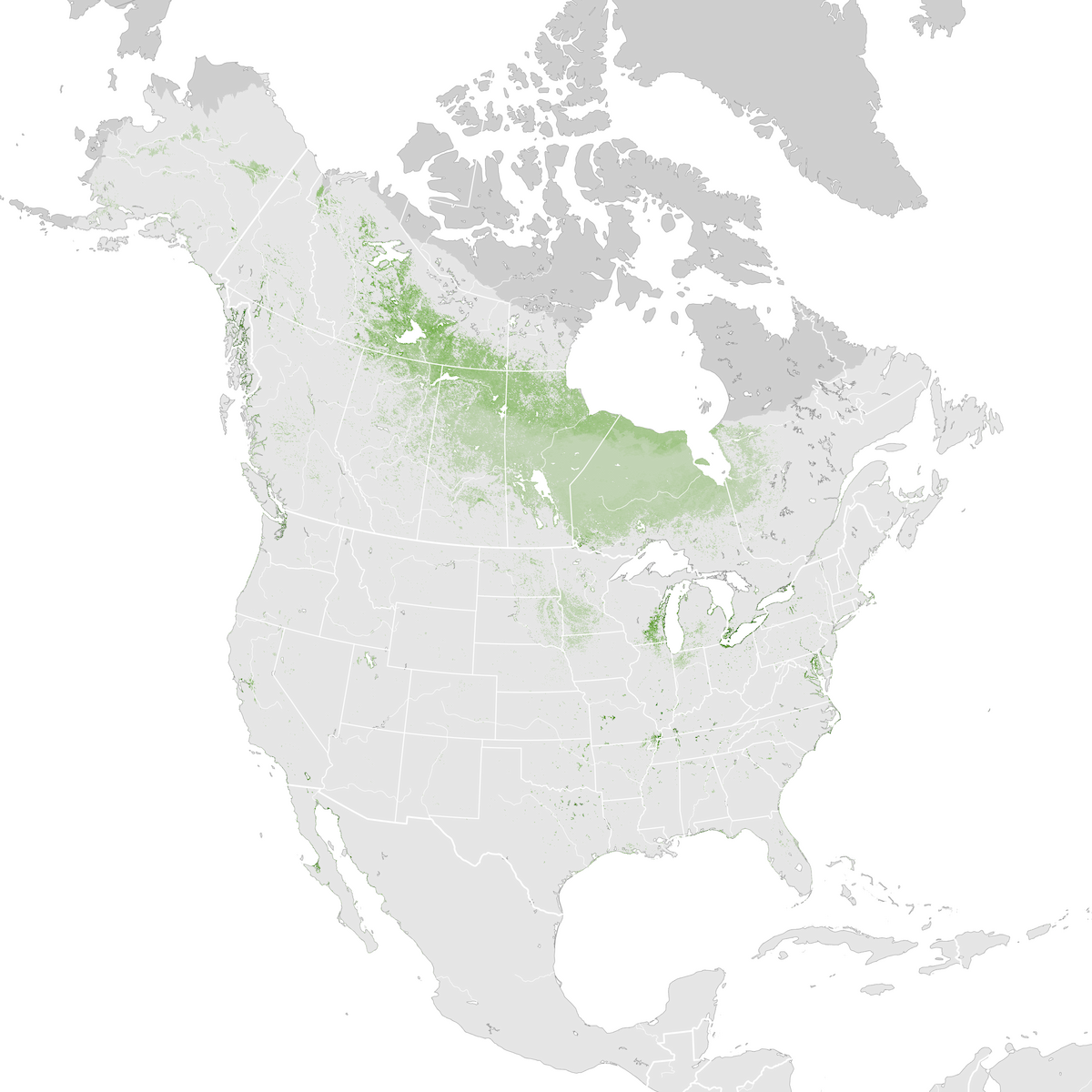 Bonaparte's Gull - Abundance map: Pre-breeding migration - eBird Status ...