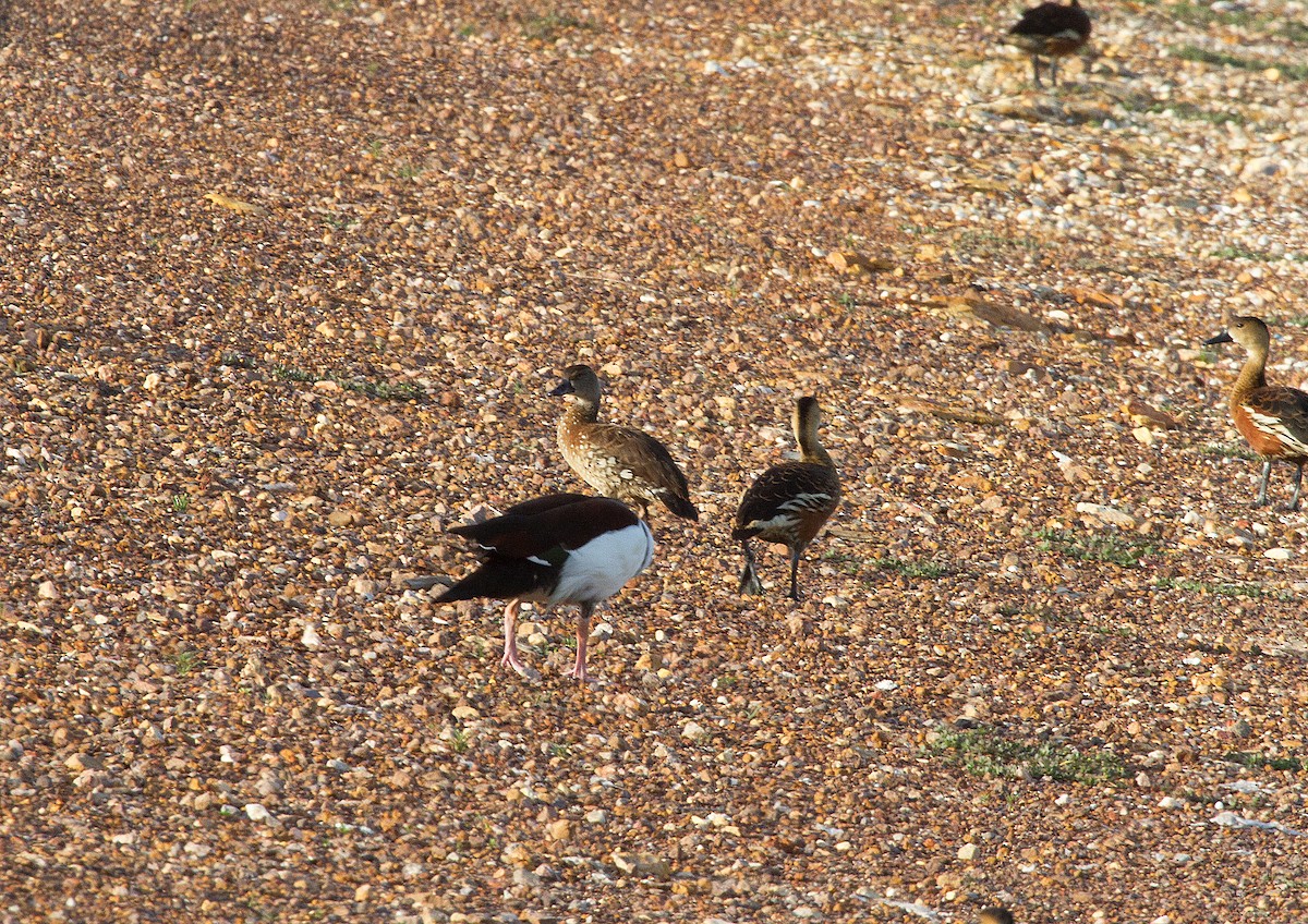 Spotted Whistling-Duck - ML286797651