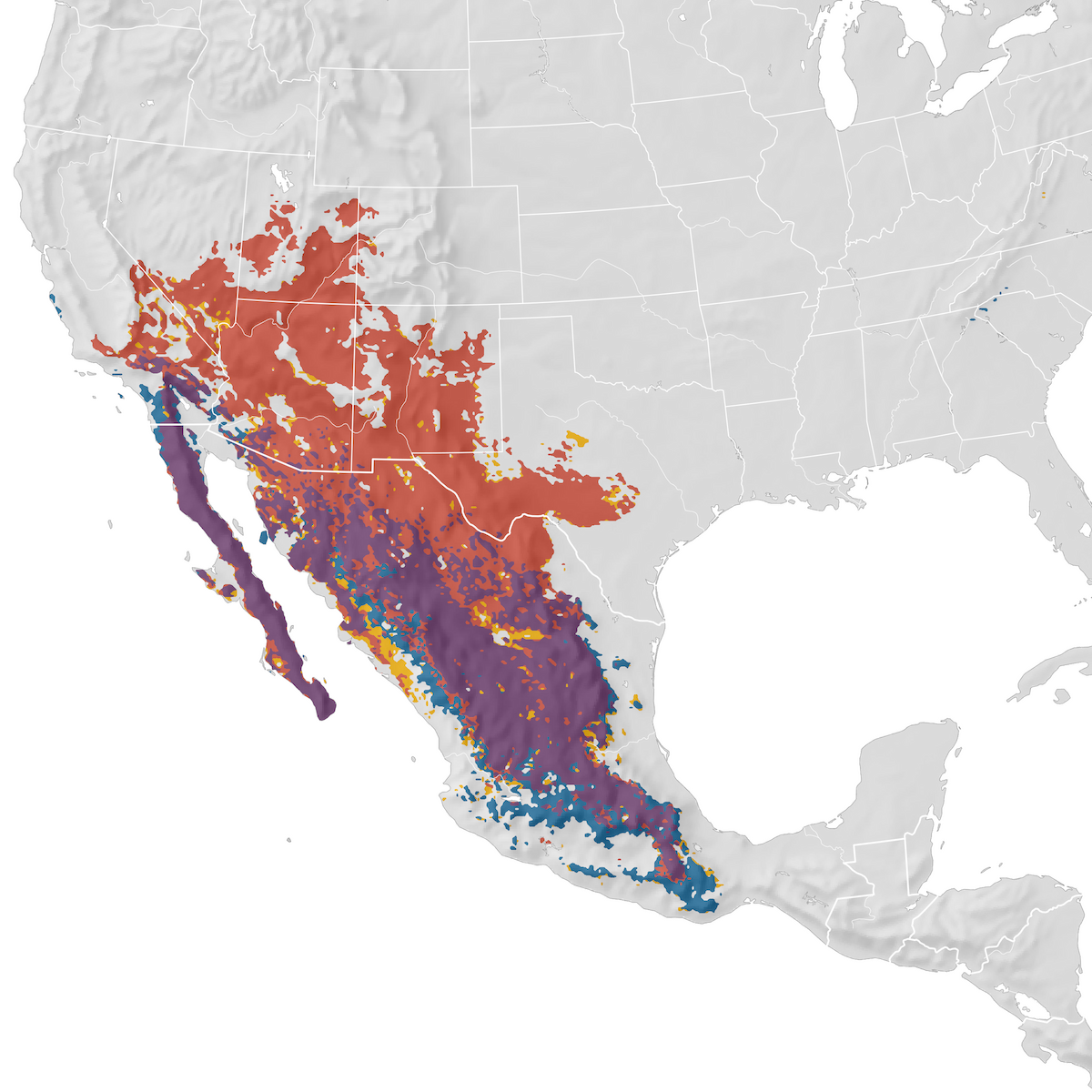 Scott's Oriole Range map eBird Status and Trends