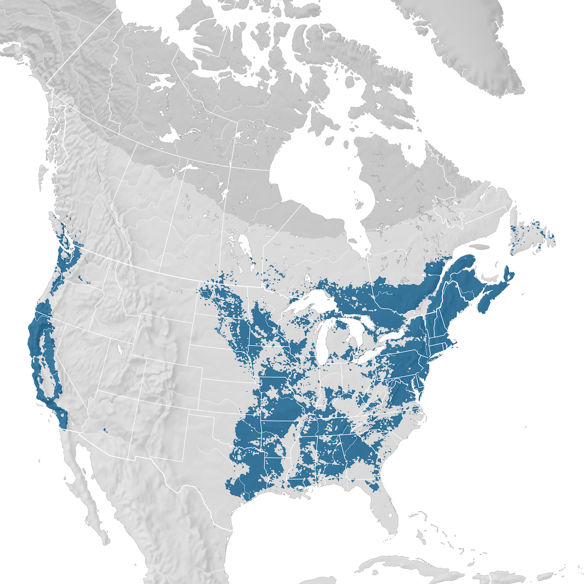 Purple Finch - Range map: Non-breeding - eBird Status and Trends