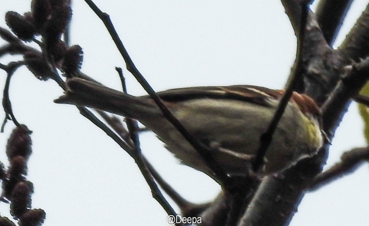 Chestnut-crowned Warbler - Deepa Wimalasena