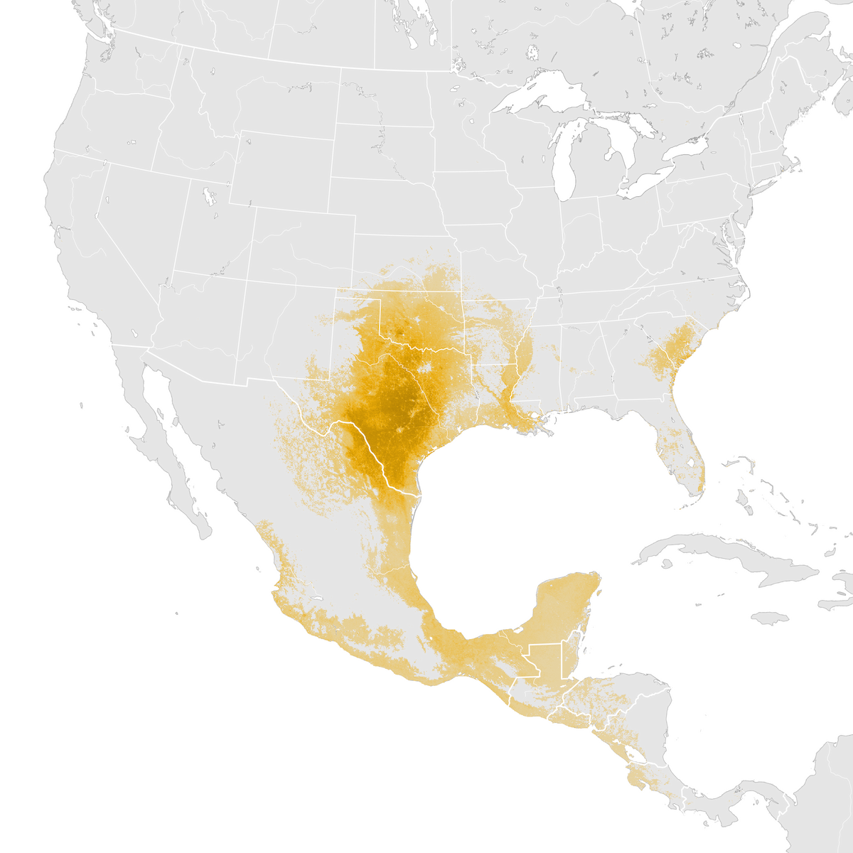Painted Bunting Abundance map Prebreeding migration eBird Status