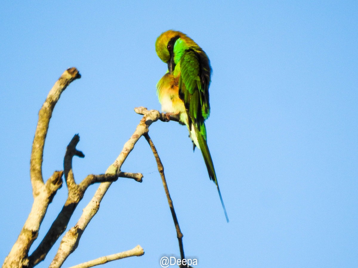 Asian Green Bee-eater - Deepa Wimalasena
