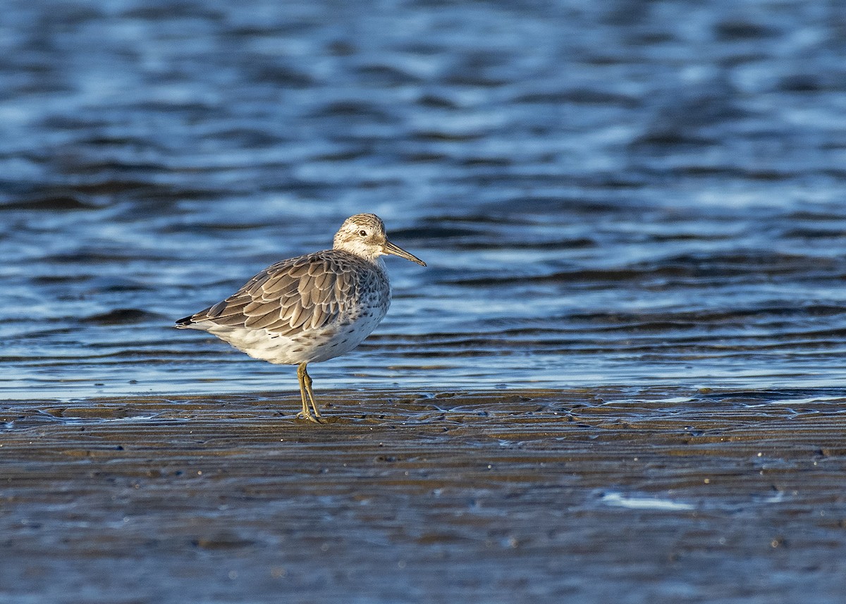 Great Knot - ML286802321