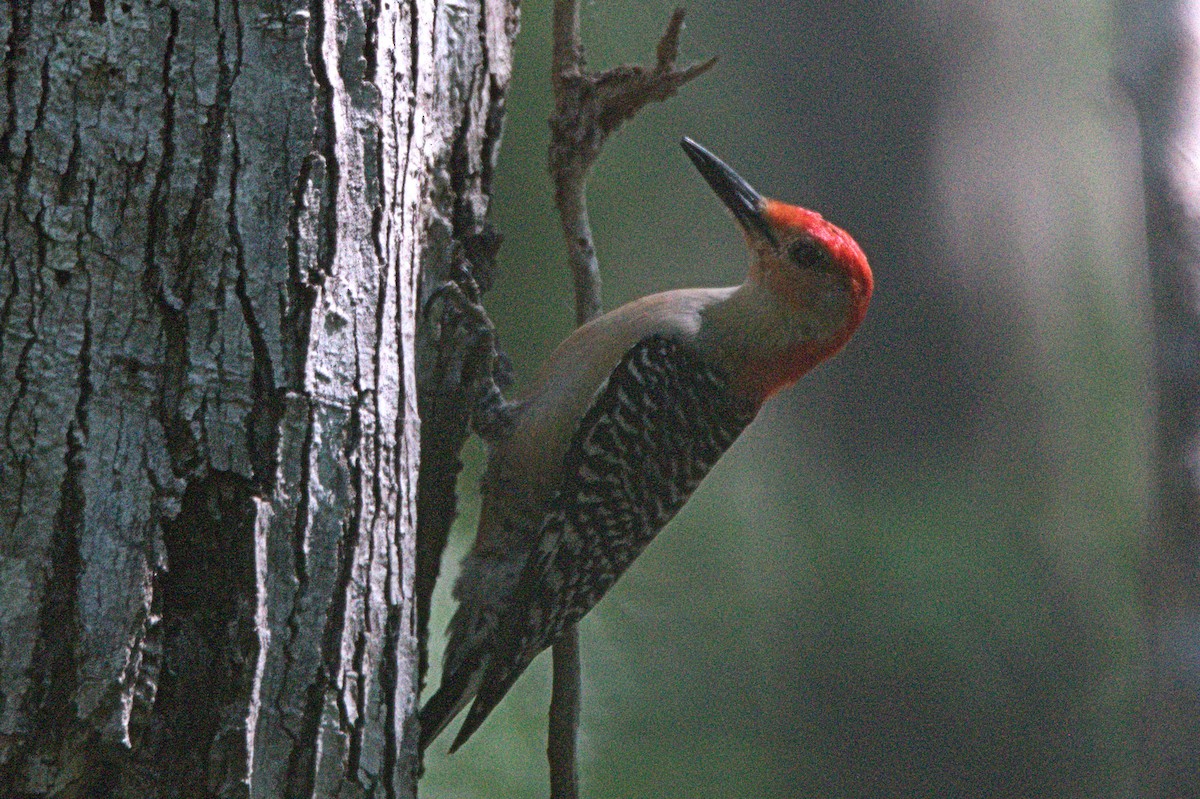 Red-bellied Woodpecker - Lee Larrew