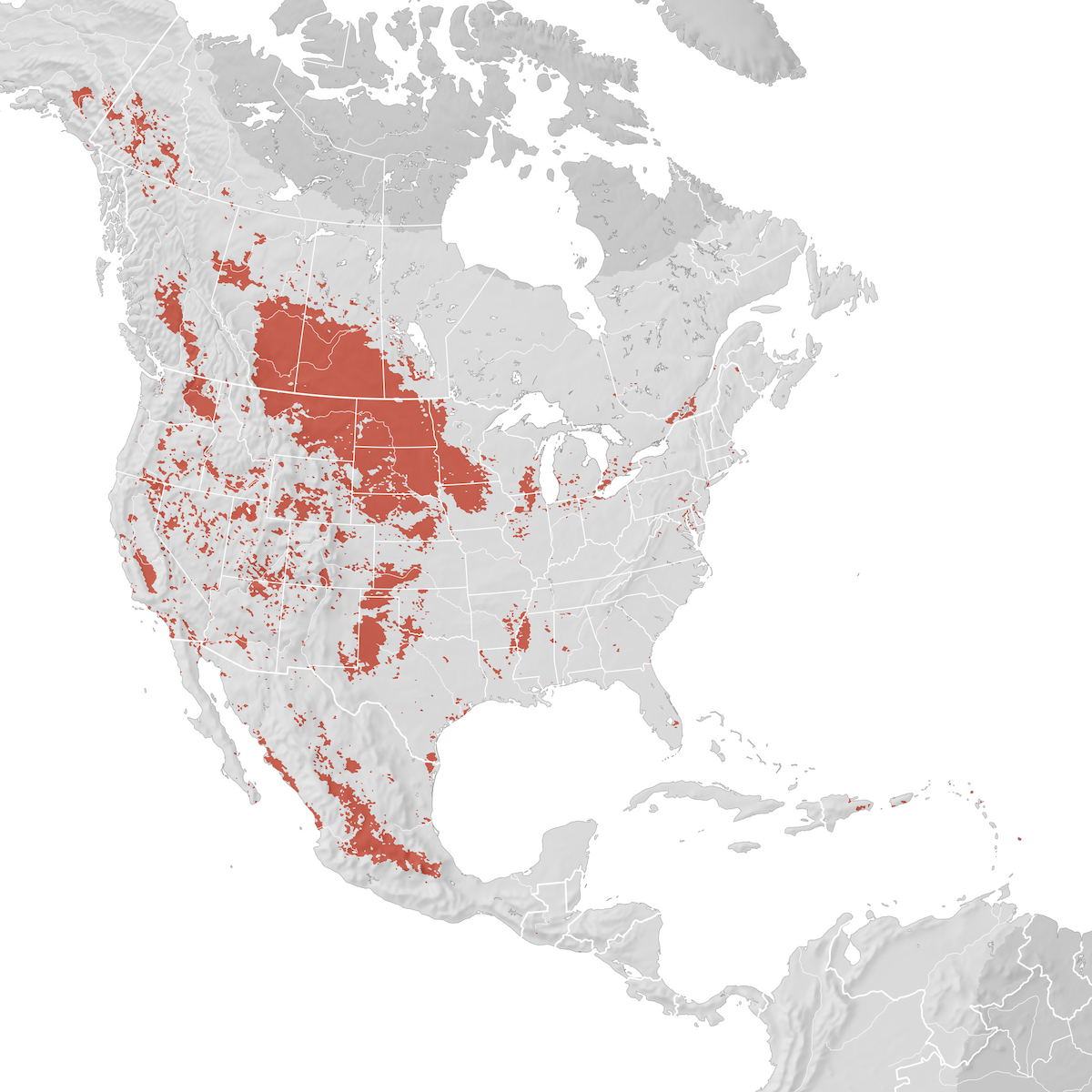 Ruddy Duck - Range map: Breeding - eBird Status and Trends