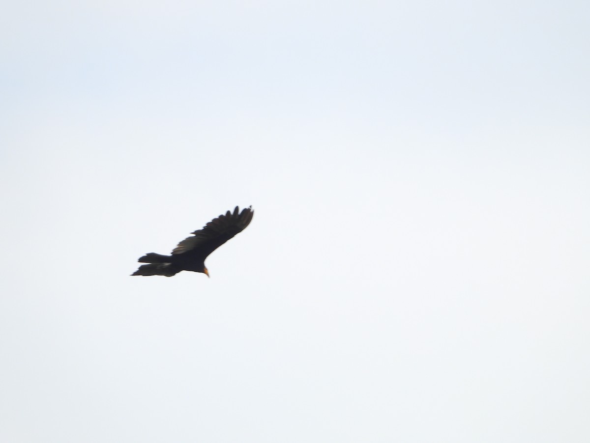 Greater Yellow-headed Vulture - ML286803261