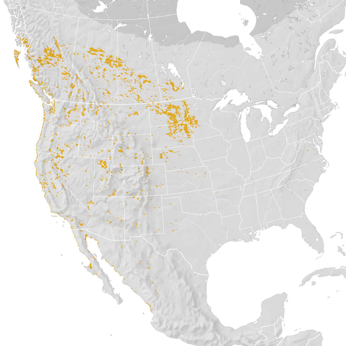 Western Grebe Range Map Post Breeding Migration Ebird Status And