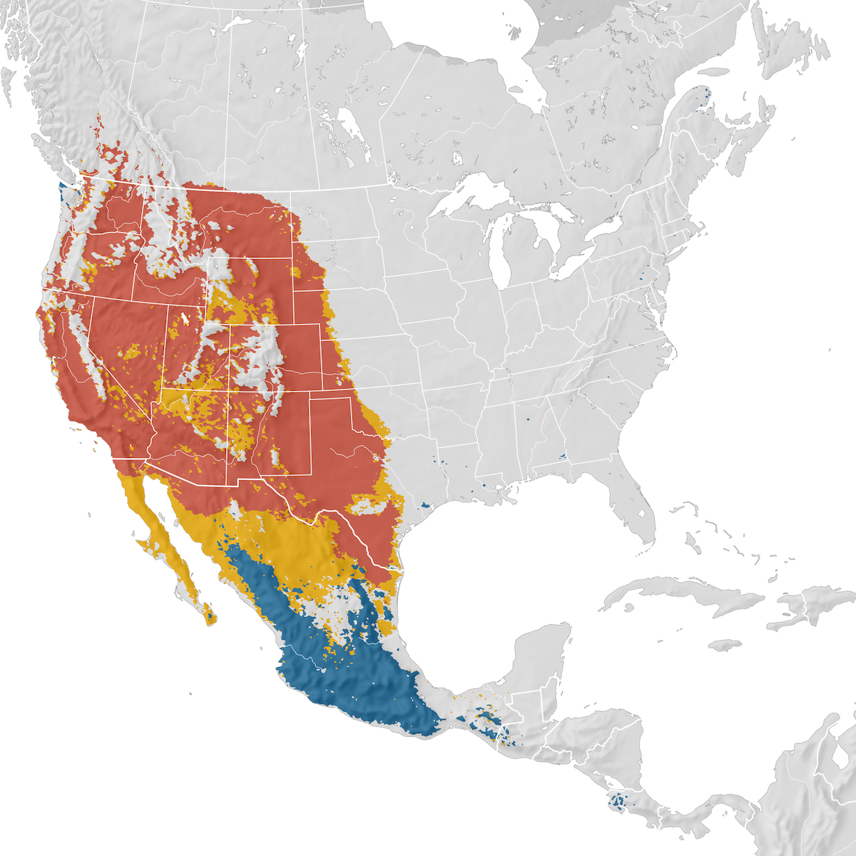 Bullock's Oriole Range map eBird Status and Trends