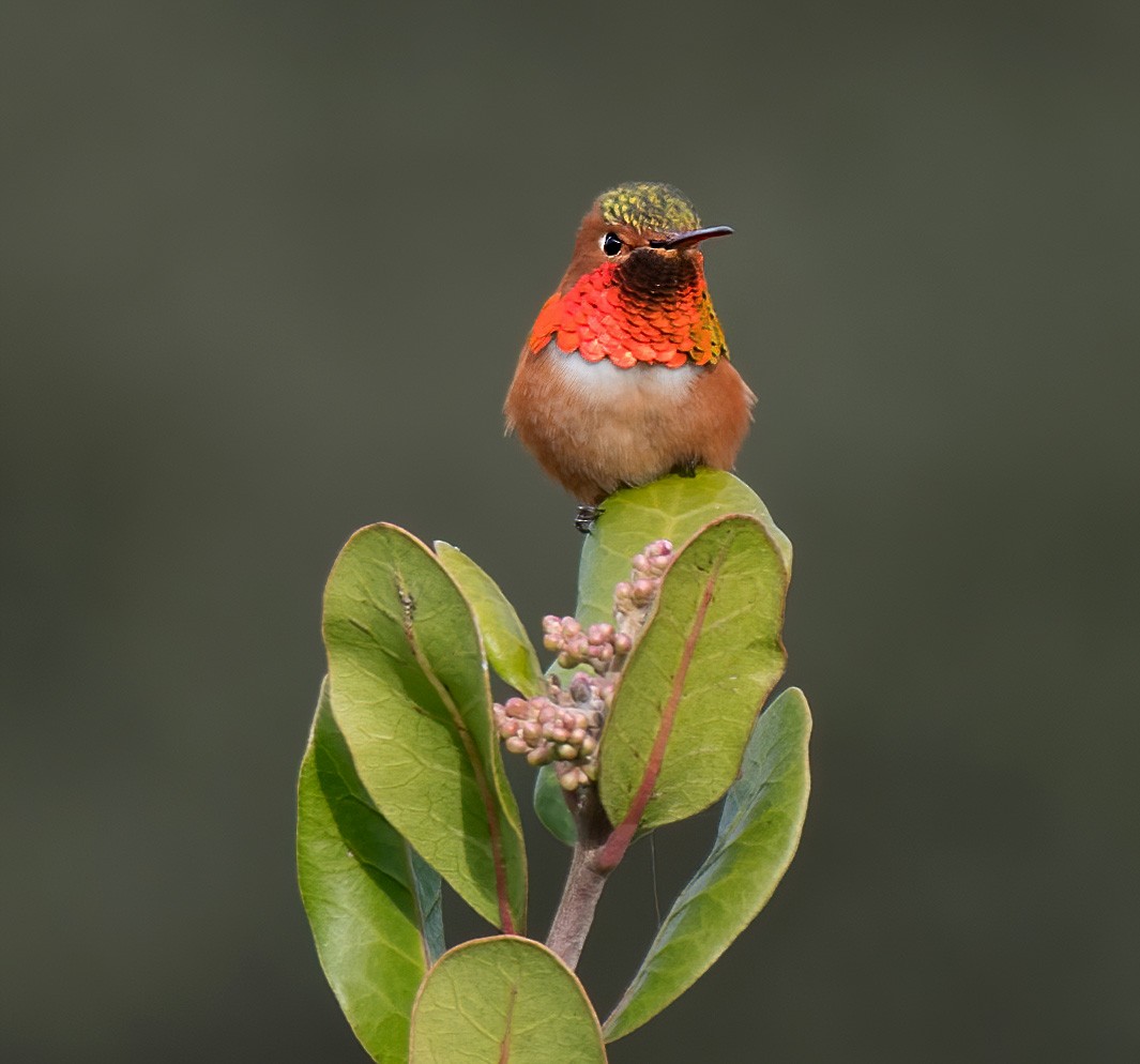 Allen's Hummingbird - Alison Davies