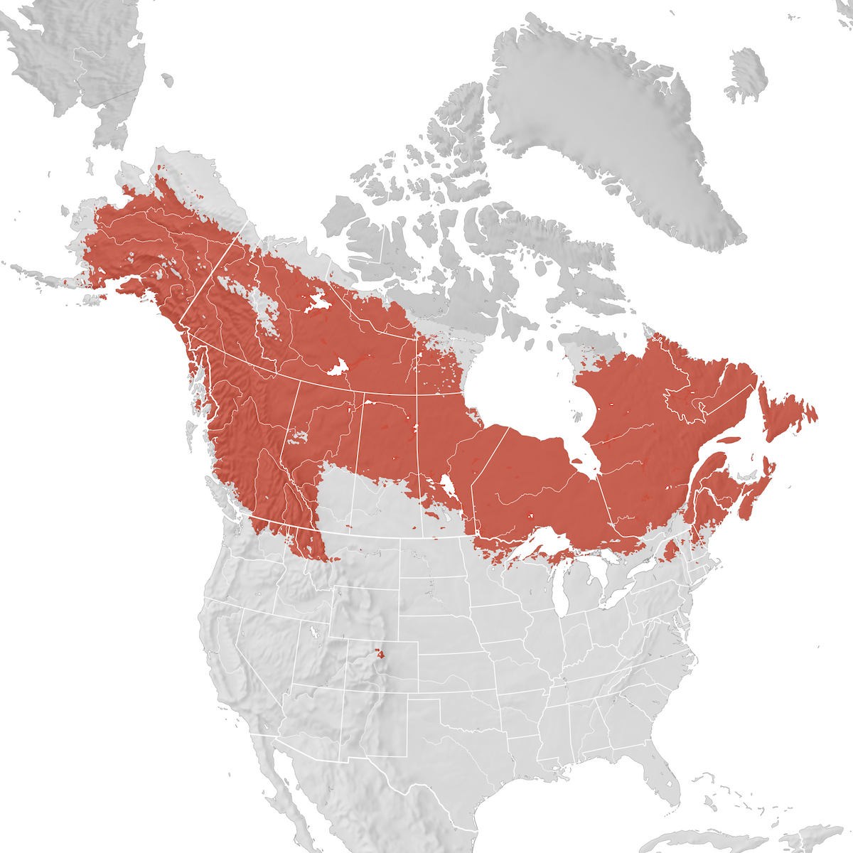 White-winged Crossbill - Range map: Breeding - eBird Status and Trends