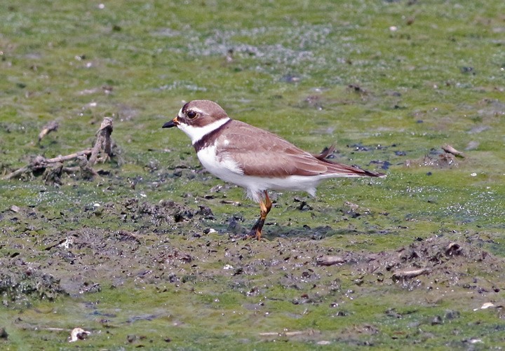Semipalmated Plover - ML28681041